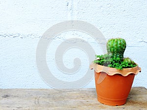 Still life natural cactus plants on wooden background textured