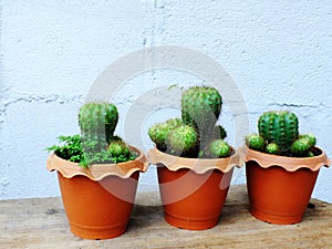 Still life natural cactus plants on wooden background textured