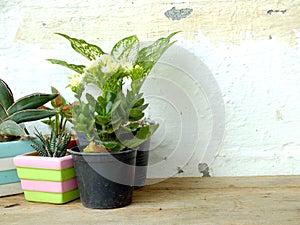 Still life natural house plants on wooden background texture with space copy