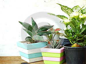 Still life natural house plants on wooden background texture with space copy