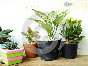 Still life natural house plants on wooden background texture with space copy