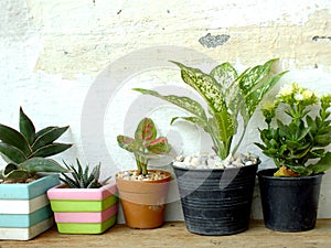 Still life natural house plants on wooden background texture with space copy