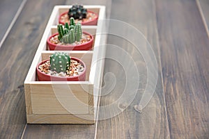 Still life of natural three cactus plants