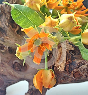 A still life with orange Asclepias flowers