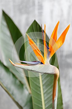 Still life with an orange flower of Strelitzia Reginae - bird of paradise. Vintage grey background. Orange color bud and