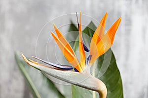 Still life with an orange flower of Strelitzia Reginae - bird of paradise. Vintage grey background. Orange color bud and