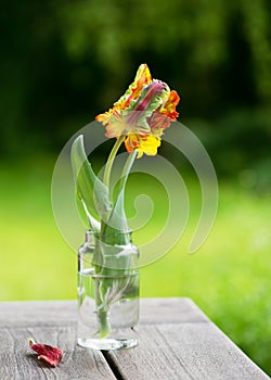 Still life with orange, yellow, green, red tulip with ruffled and feathered petals in a glass vase against a blur background. s