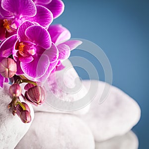 Still life with orchid flowers