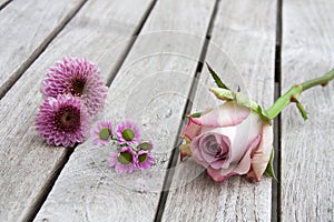 Still Life with pastel roses and daisies