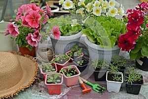 Still life with petunia flower spouts, lettuce, gardening tools and hat in greenhouse