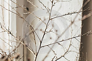 Still-life. photo of a dry branch on the background of the old vintage window