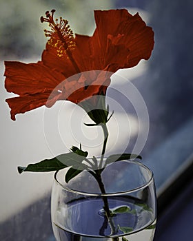 Still Life Photo of a Hibiscus Flower in a Wine Glass