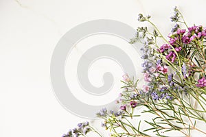 Still Life with Pink and Purple Flowers