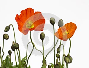 Still life Poppies