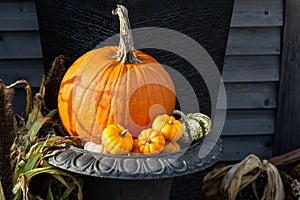 Pumpkin and gourds in planter with strong side lighting