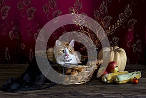 Still Life with pumpkin and cat on wooden background.