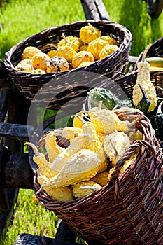 still life of pumpkins