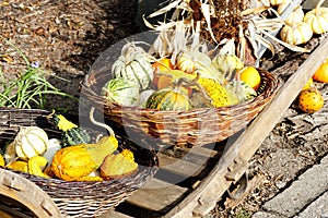 still life of pumpkins