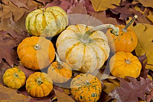 Still life of pumpkins