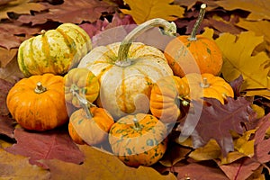 Still life of pumpkins