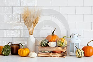 Still life pumpkins for Thanksgiving, autumn fall home decor and vase of dry wheat on table in nordic kitchen interior