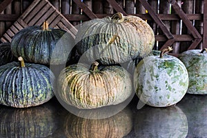 Still life pumpkins and winter melon with wood background