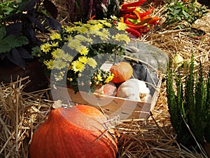 Still life with pumpkins and yellow  flowers