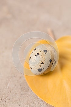 Still life. Quail egg on a leaf on a textured background. Rustic. Easter celebration concept