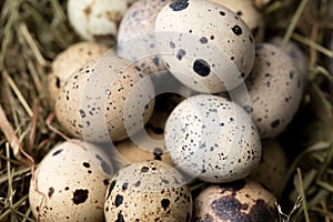 Still life of quail eggs decorated in dry herbs. Close-up. Rustic. Easter celebration concept