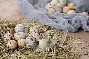 Still life. Quail eggs decorated with dry herbs and colored runner on a textured background. Rustic. Easter celebration concept
