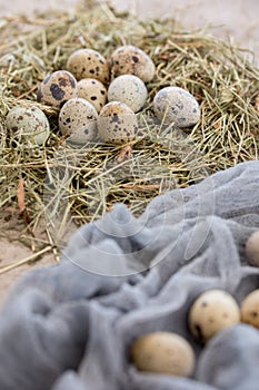 Still life. Quail eggs decorated with dry herbs and colored runner on a textured background. Rustic. Easter celebration concept