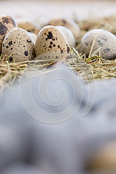 Still life. Quail eggs decorated with dry herbs and colored runner on a textured background. Rustic. Easter celebration concept