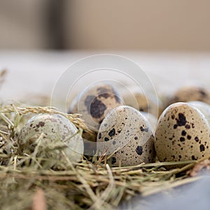 Still life. Quail eggs decorated with dry herbs and colored runner on a textured background. Rustic. Easter celebration concept