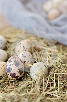 Still life. Quail eggs decorated with dry herbs and colored runner on a textured background. Rustic. Easter celebration concept