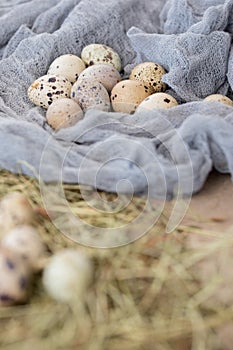 Still life. Quail eggs decorated with dry herbs and colored runner on a textured background. Rustic. Easter celebration concept