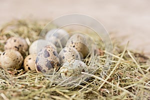 Still life. Quail eggs decorated in dry herbs on a textured background. Rustic. Easter celebration concept