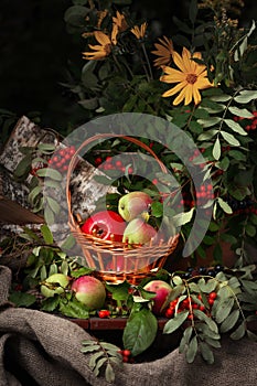 Still life with red mountain ash and apples on a dark background