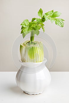 Still life of regenerating celery in white pot