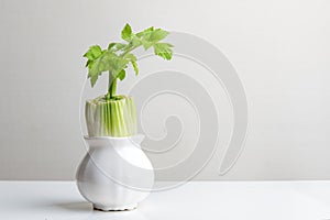 Still life of regenerating celery in white pot