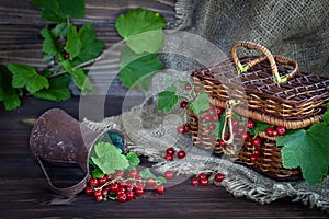 Still life of ripe red currant berries on a wooden table with a wicker basket and a metal jug.