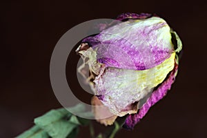 A still life of a rose after flowering and withering