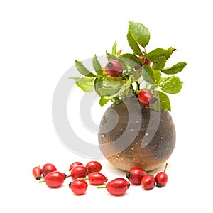Still-life with rosehips