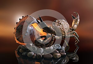 Still life of sea stones, shells and crab, on a beautiful background