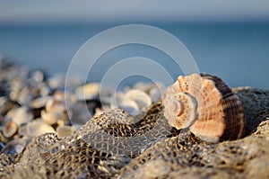 Naturaleza muerta conchas a limpio sobre el Playa 