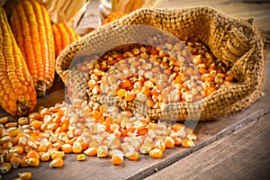 Still life of seed corn and dried corn