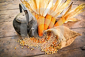 Still life of seed corn,old kettle and dried corn