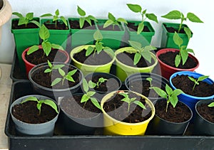 Still life with seedlings and sprouts of pepper vegetable plants in colorful pots