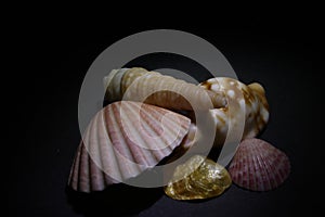 still life with shells and conches