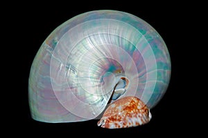 Still life with shells: pearl nautilus and cowrie