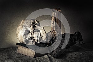 Still life skull